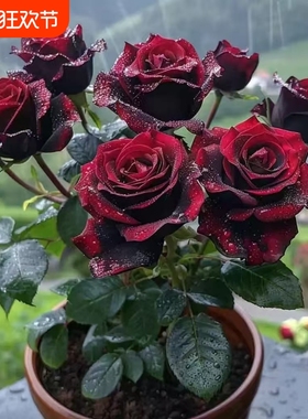 玫瑰花苗带花苞四季开花养易活盆栽室外阳台月季灌木卉耐寒绿植物