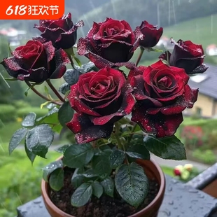 玫瑰花苗带花苞四季开花养易活盆栽室外阳台月季灌木卉耐寒绿植物