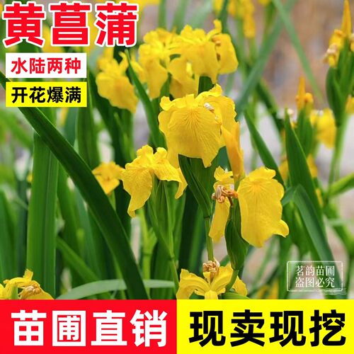 水生黄菖蒲四季常绿水生鸢尾花苗湿地公园绿化造景耐寒花卉植物