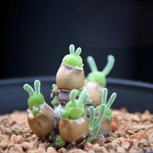 碧光环兔耳朵多肉番杏科小兔子小型绿植适合阳台家庭盆栽小萌肉