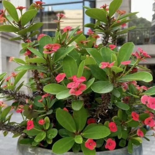 铁海棠盆栽花卉室内盆景绿植老桩开花虎刺梅办公阳台花卉开花植物