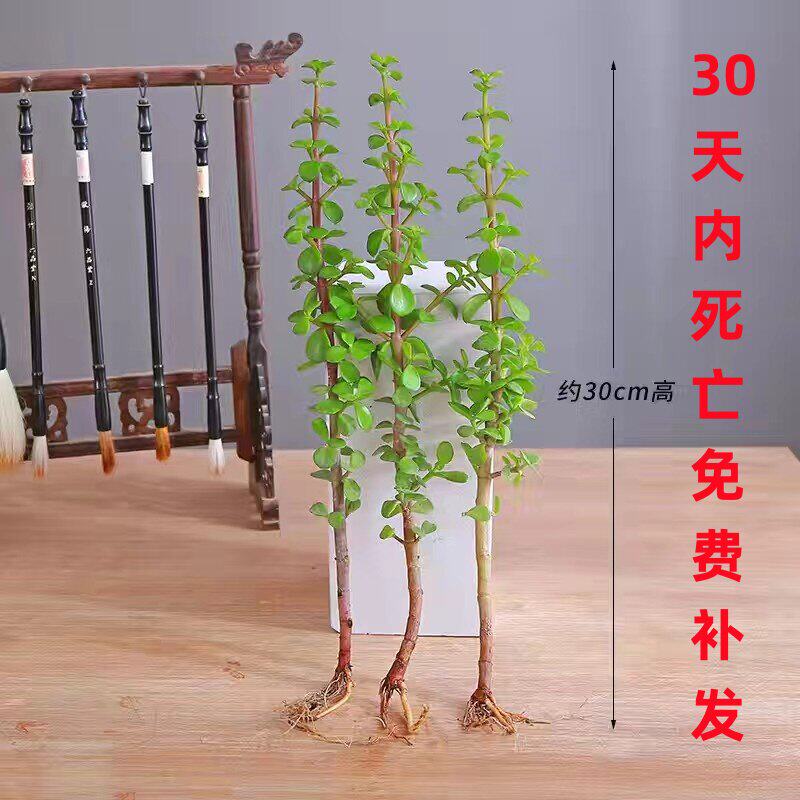 多肉金枝玉叶老桩盆栽悬崖桩造型盆景小叶玉树独颗小苗雅乐之舞
