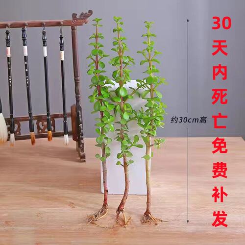 多肉金枝玉叶老桩盆栽悬崖桩造型盆景小叶玉树独颗小苗雅乐之舞