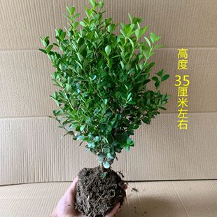 黄杨盆景耐寒办公室内盆栽四季 常青好养客厅花卉庭院树苗桌面绿植