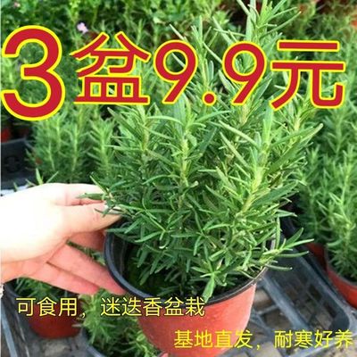 迷迭香苗盆栽可食用驱蚊植物香草薄荷苗水培花卉室内绿植煎牛排