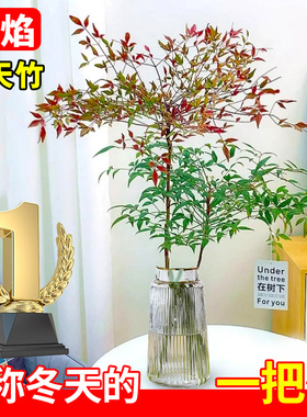 南天竹水培植物室内水养花卉火焰盆景绿植客厅办公室桌面好养盆栽