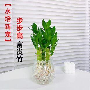 富贵竹水培植物水养文昌竹粗杆发财带根步步高升转运竹子花卉盆栽