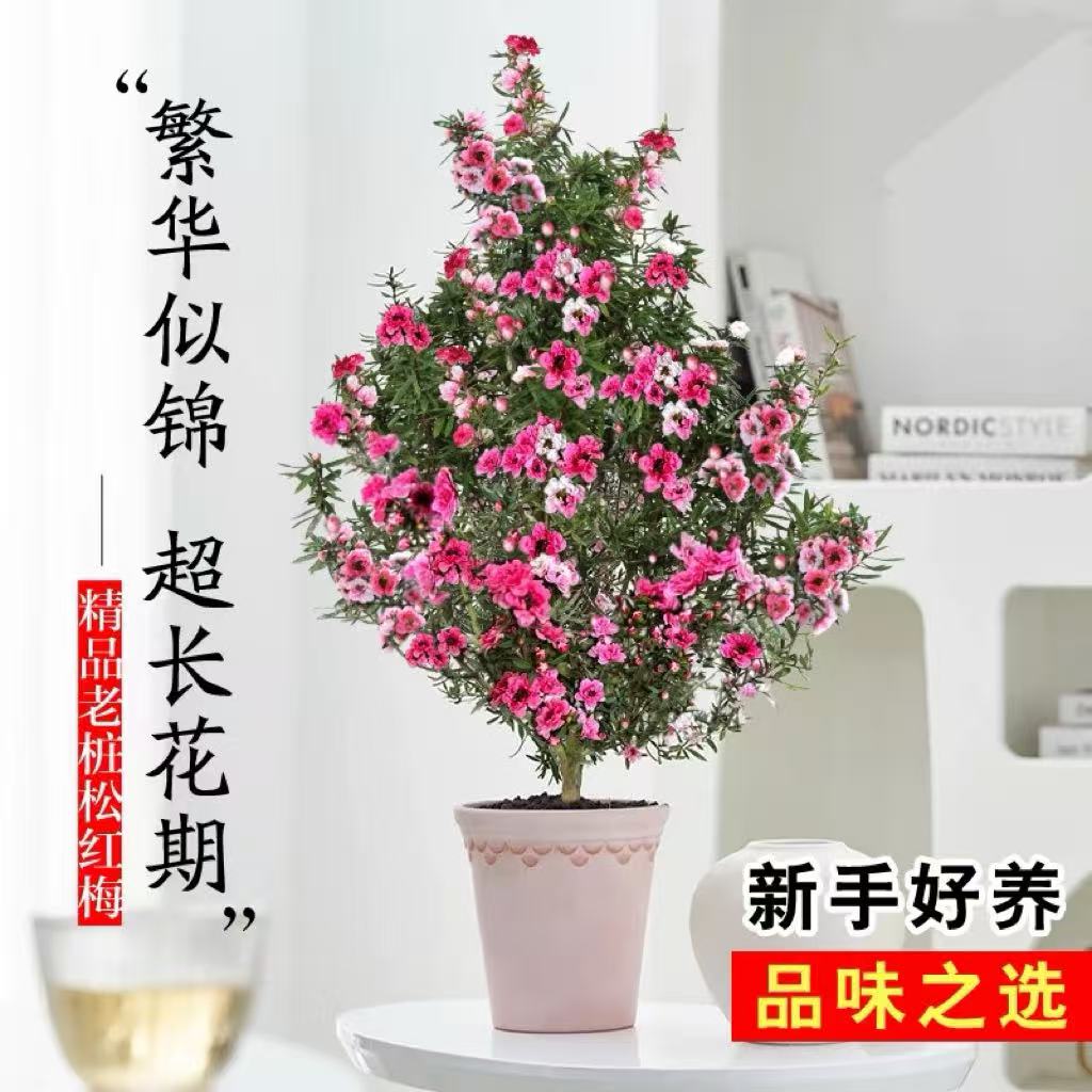 松红梅盆栽带花苞花苗适合冬天阳台庭院耐寒多季开花好养易活植物