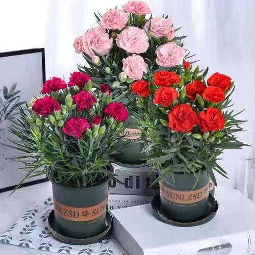 康乃馨盆栽带花苞四级好养室内阳台摆放花卉植物石竹花苗耐寒绿植