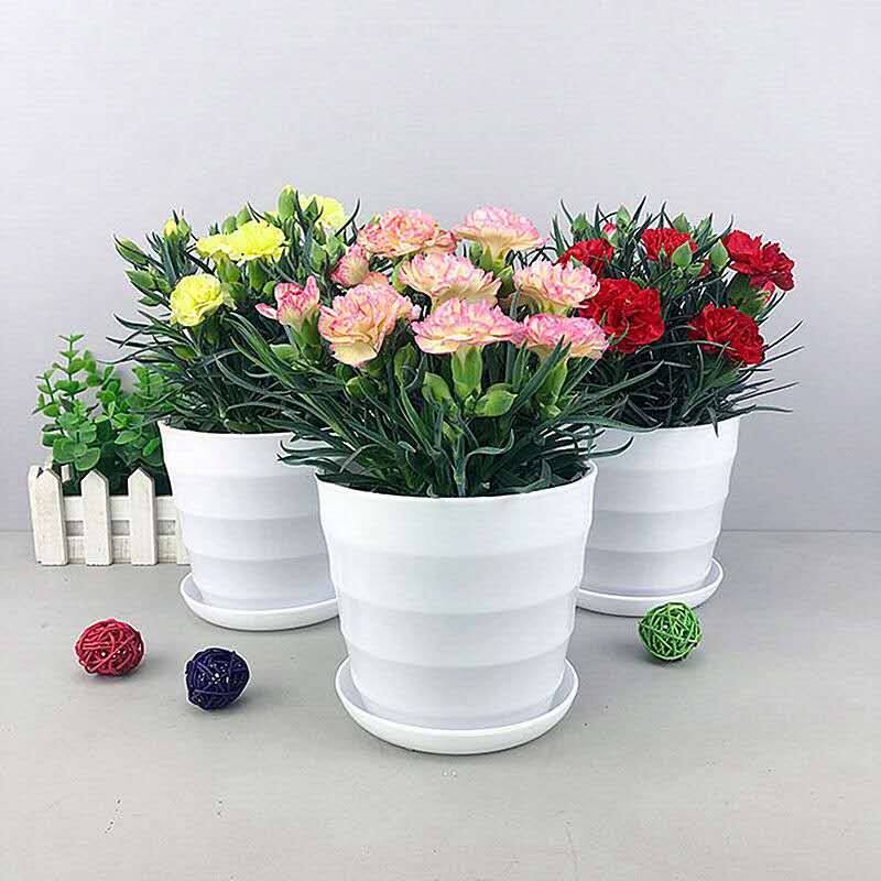 康乃馨盆栽带花苞石竹花绿色四季开花室内阳台客厅绿植花卉好养活