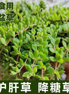 垂盆草护肝草垂盆草盆栽降糖草垂盆草中药材清热解毒食用垂盆草苗