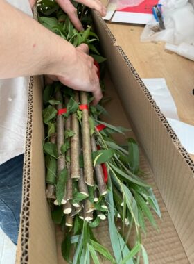 现剪柳树棍柳树枝条搬家镇宅压惊留住财富拍摄道具幼儿园手工净宅