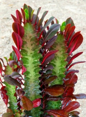 巴西龙骨植物玉麒麟盆栽招财客厅室内四季好养活大绿植花卉