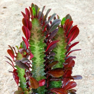 巴西龙骨植物玉麒麟盆栽招财客厅室内四季好养活大绿植花卉