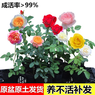 玫瑰果汁阳台月季 开花植物特大花卉盆栽绿植四季 小苗 花苗四季 月季