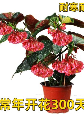 竹节海棠花卉盆栽大叶斑点易活四季阳台观叶秋海棠木本绿植物好养