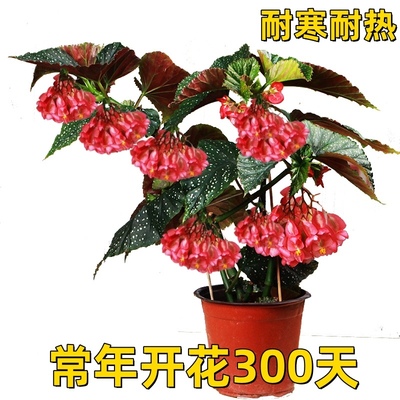 竹节海棠花卉盆栽大叶斑点易活四季阳台观叶秋海棠木本绿植物好养