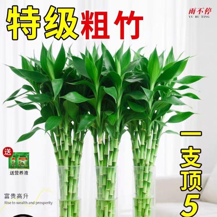 富贵竹水培植物客厅招财粗竹水养节节高绿植室内办公桌盆栽转运竹,鲜花速递/花卉仿真/绿植园艺,大型绿植/成品组合盆栽,淘宝优惠券,粉丝福利购,淘宝优惠卷
