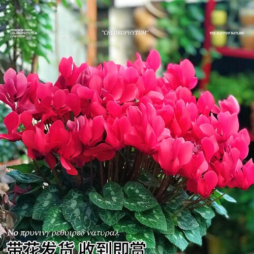 仙客来盆栽花苗兔耳花四季开花耐寒好养大花阳台室内花卉蝶衣花