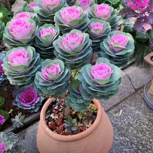 玫瑰户外甘蓝玫瑰多头造型老桩冬季耐寒花坛庭院阳台露台盆栽花卉