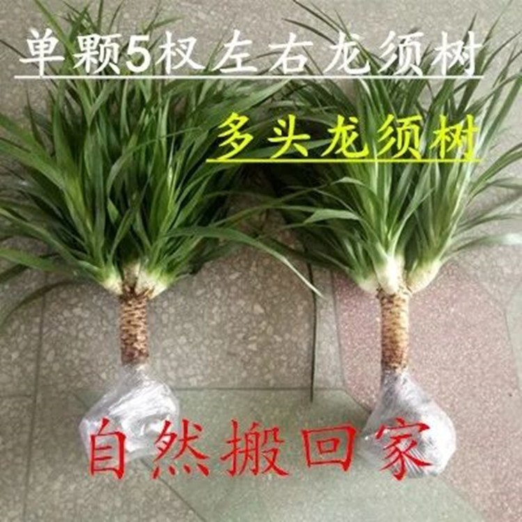 绿植客厅花卉净化空气包邮龙须树