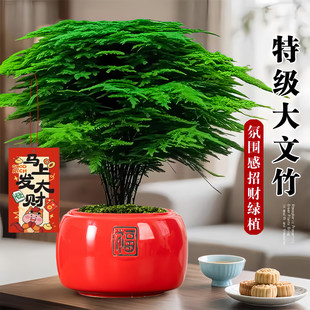 大文竹盆栽招财旺宅桌面盆景办公室绿植室内客厅中式禅意四季植物