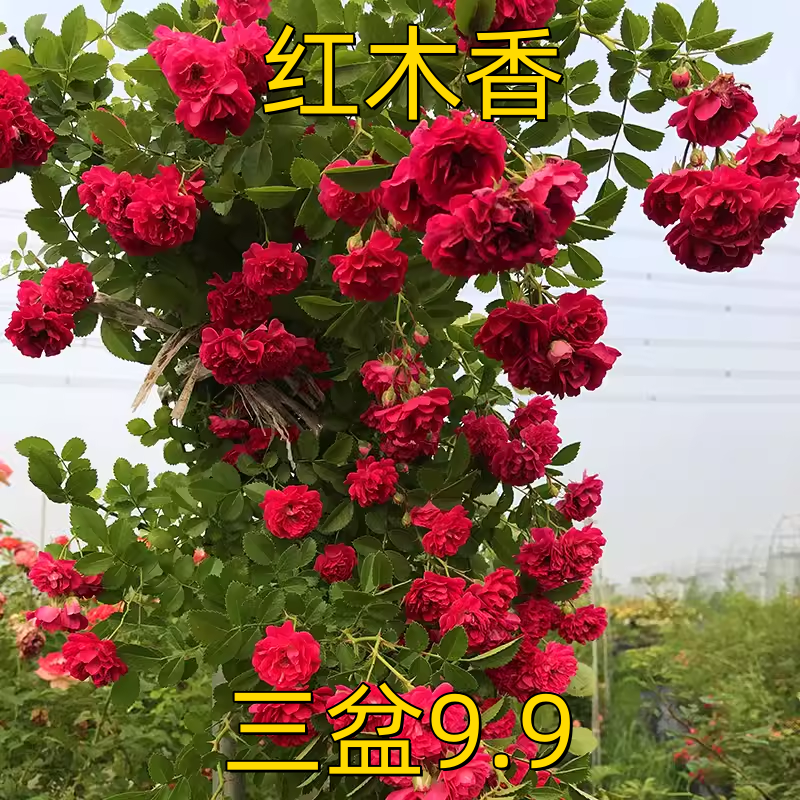 红木香花苗爬藤植物四季开花耐寒好养浓香黄木香庭院蔷薇花卉盆栽 鲜花速递/花卉仿真/绿植园艺 月季/蔷薇/玫瑰 原图主图