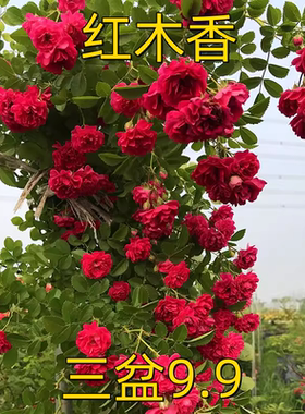 四季红木香花苗爬藤植物开花耐寒好养浓香黄木香庭院蔷薇花卉盆栽