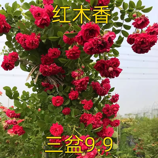 四季红木香花苗爬藤植物开花耐寒好养浓香黄木香庭院蔷薇花卉盆栽