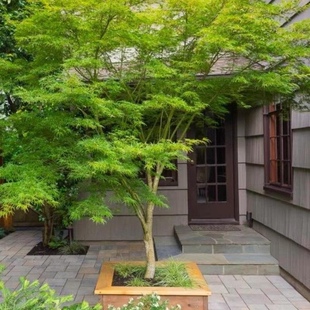 小叶鸡爪槭树苗原生苗鸡爪枫树苗庭院风景树苗四季常青绿化苗木