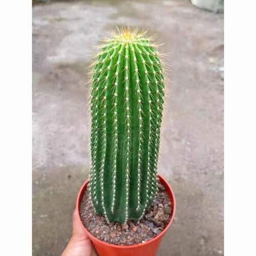 超大仙人掌大凤龙仙人柱多肉植物室内阳台绿植盆栽耐旱柱形仙人掌