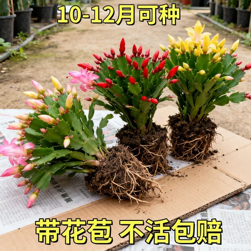 蟹爪兰盆栽带花苞多肉绿植物好养嫁接蟹爪莲室内花卉客厅四季花卉