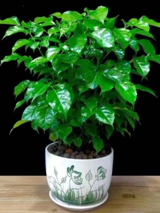 幸福树平安树绿植花卉小盆栽室内客厅办公室四季 常青植物净化空气