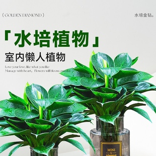 大叶金钻绿公主盆栽带花苞桌摆水培植物室内好养客厅旺宅绿植四季