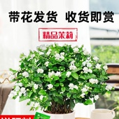 茉莉花苗盆栽带花苞九里香老桩驱蚊水培栀子花卉绿植物室内四季 开