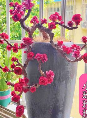 小球玫瑰多肉植物长藤耐寒好养多头室内办公室盆栽红色多肉