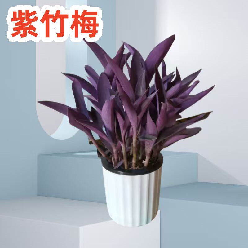 室外室内花卉绿植盆栽紫竹梅紫叶吊兰紫罗兰夏季开花好养植物包邮