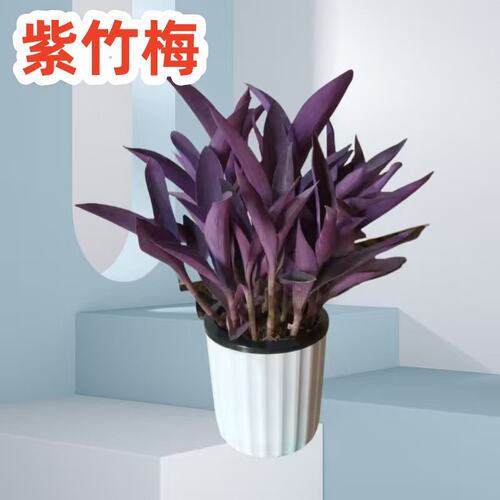 室外室内花卉绿植盆栽紫竹梅紫叶吊兰紫罗兰夏季开花好养植物包邮