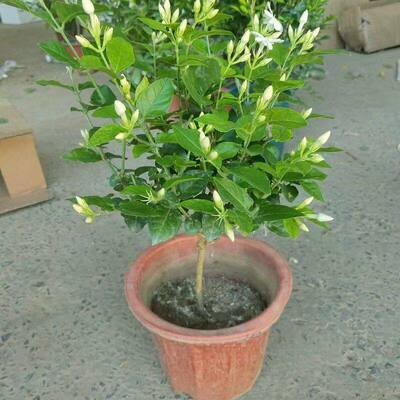 单瓣笔尖茉莉花独枝独杆精品盆栽原土土球发货香味浓茉莉花大