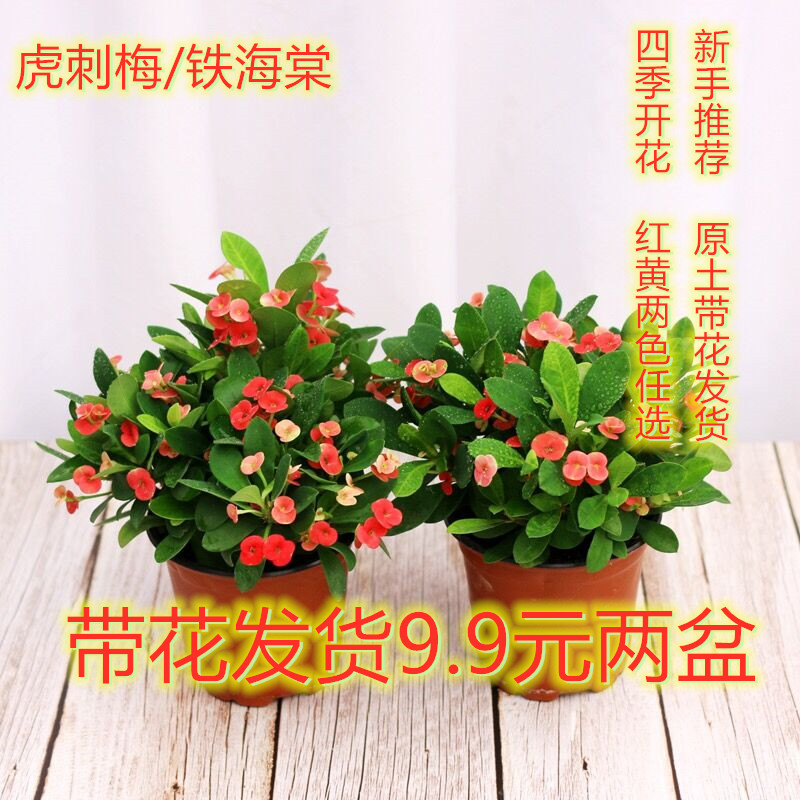 四季不断开花爆盆植物铁海棠盆栽室内外花卉苗好养活的绿植虎刺梅