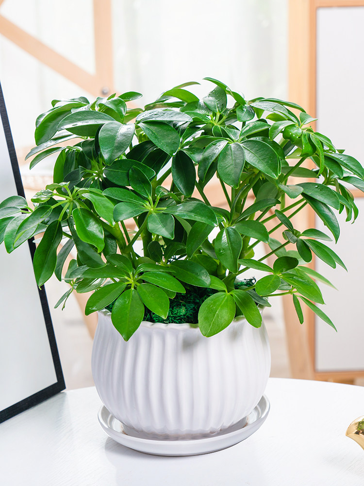 八方来财鸭脚木盆栽易活植物办公室内绿植七叶莲净化空气花吸甲醛