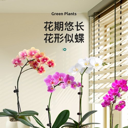 蝴蝶兰盆栽带花苞花卉室内绿植四季客厅办公室好养鲜花兰花植物