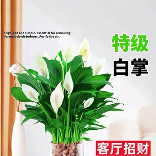 一帆风顺白掌水培植物绿植盆栽绿箩植物室内净空气花卉红掌发财树