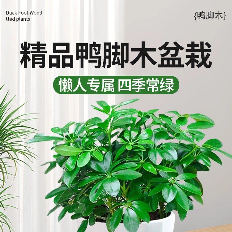 八方来财鸭脚木四季常青室内阳台桌面绿植盆栽花卉发财树苗七叶莲,鲜花速递/花卉仿真/绿植园艺,时令草本花卉,淘宝优惠券,粉丝福利购,淘宝优惠卷