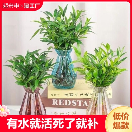 水培驱蚊竹柏桌面植物盆栽绿植室内花卉客厅防蚊植物好养四季常青