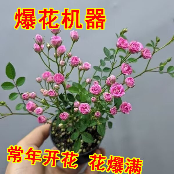 【开花机器】须惠姬带花苞超微月季长期开花室内外绿植花卉小盆栽