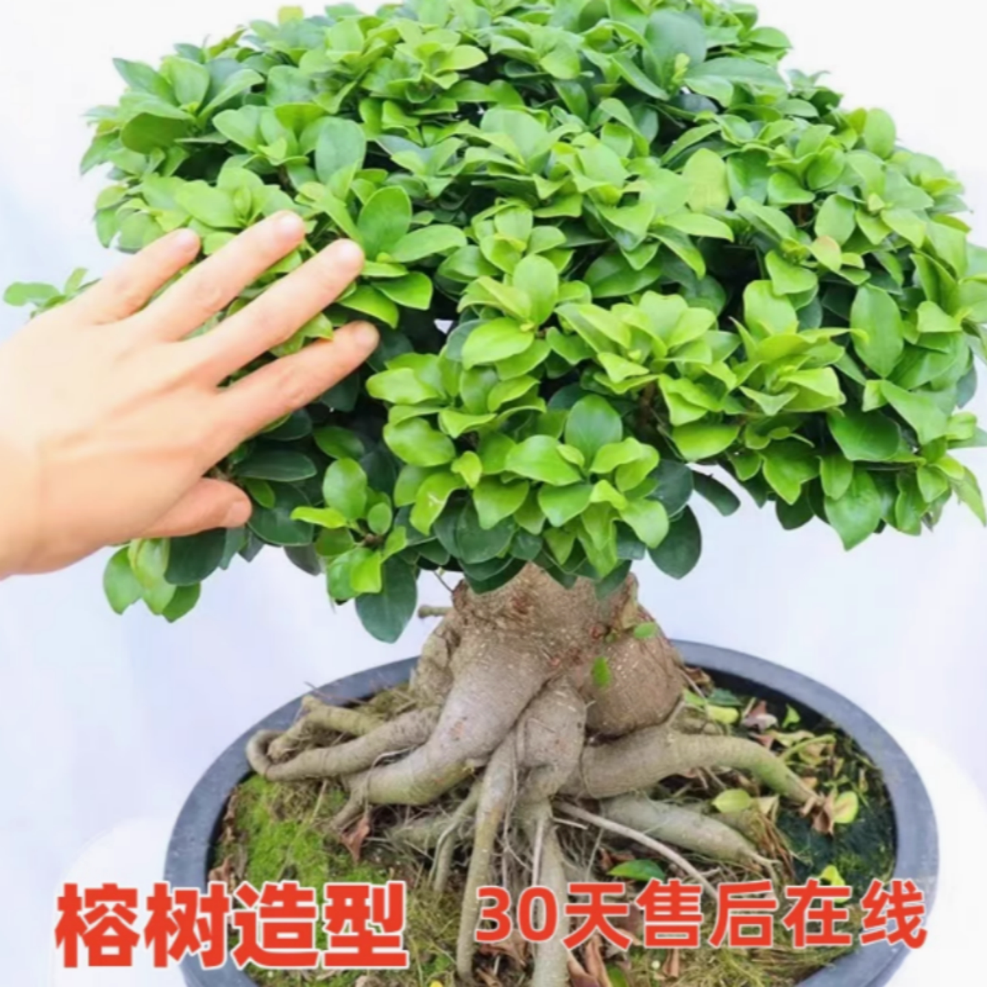 大型小叶榕树S造型8字盆景盆栽室内客厅植物人参榕树苗老桩绿植