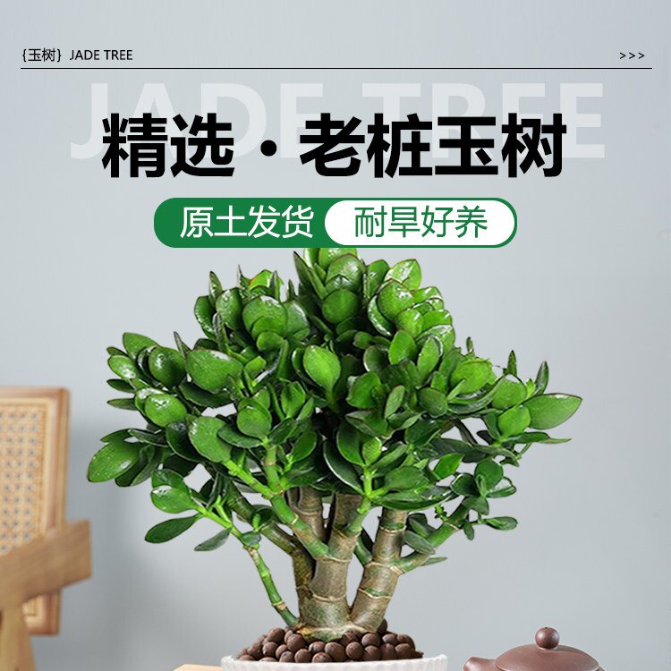 玉树老桩大株盆栽多肉植物室内四季好养绿植净化空气四季常绿盆栽