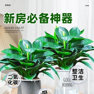 大叶金钻绿公主盆栽带花苞绿萝水培植物室内花卉桌面绿植四季好养
