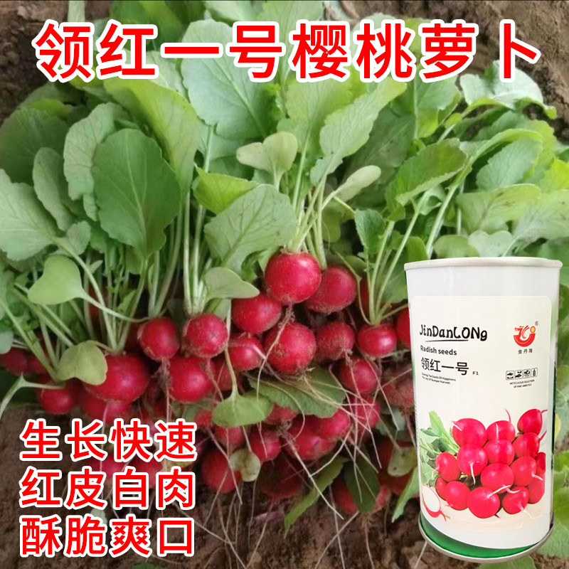 领红一号樱桃萝卜种子小圆萝卜种籽蔬菜种子四季阳台盆栽蔬菜种孑